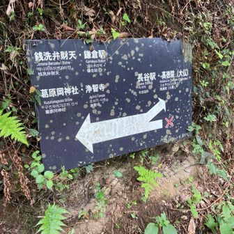 ここからが過去最悪の藪漕ぎの区間が始まる