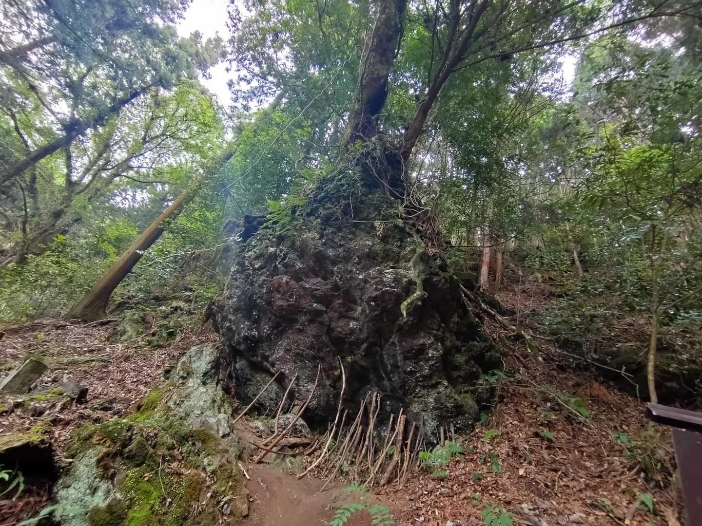 大きな岩を支えています