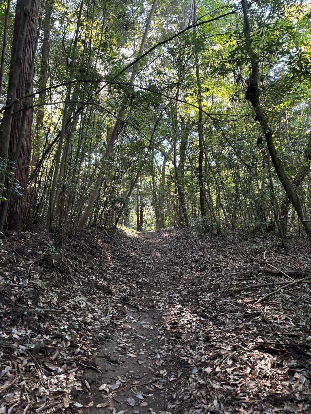 道の駅　かつら-東登山口-御前山-西登山口 周回コースの写真