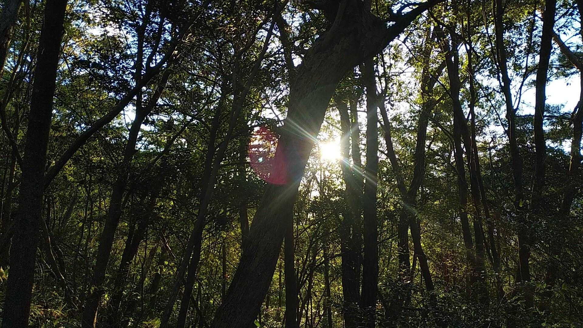 ほぼ真横から入ってくる木漏れ日が木々をシルエットにします🌲☀