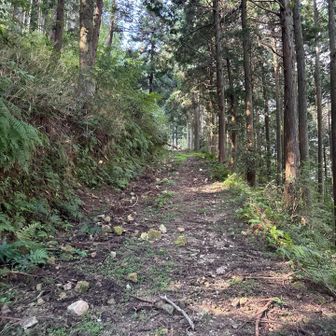 石がゴロゴロしてるけど、まあまあ歩き易い。