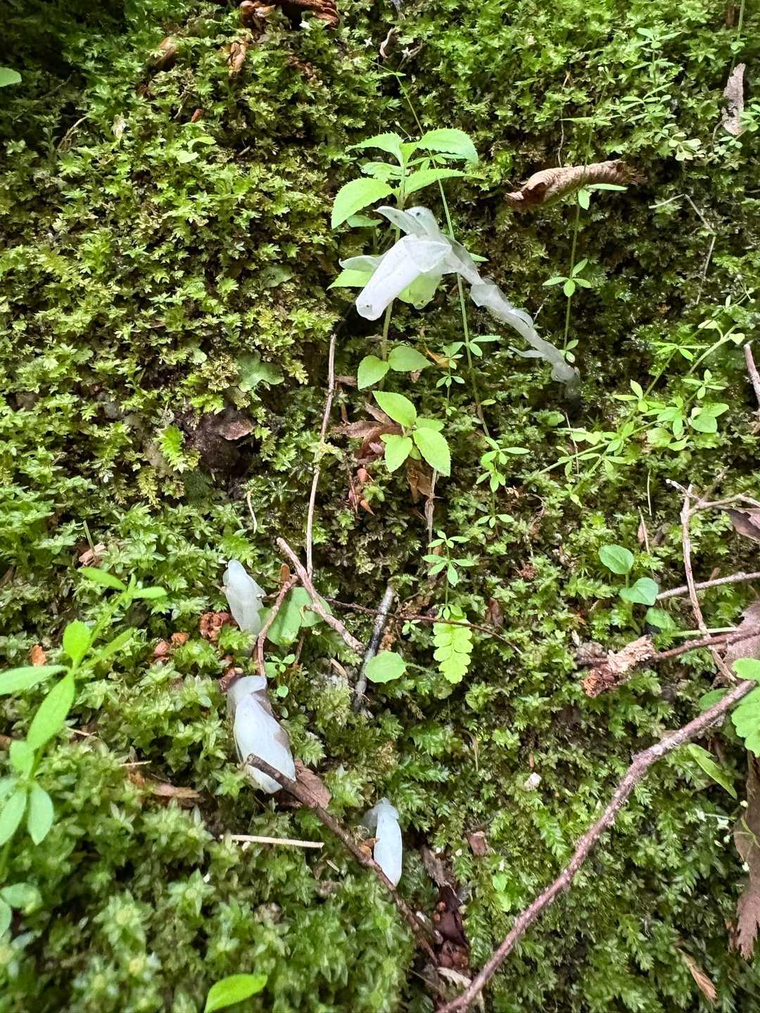 ギンリョウソウを見つける力もついてきました！