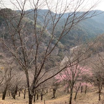 🌸が少し咲いてました