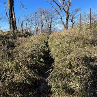 大笄というピークに到着。山名板は見つかりませんでした。