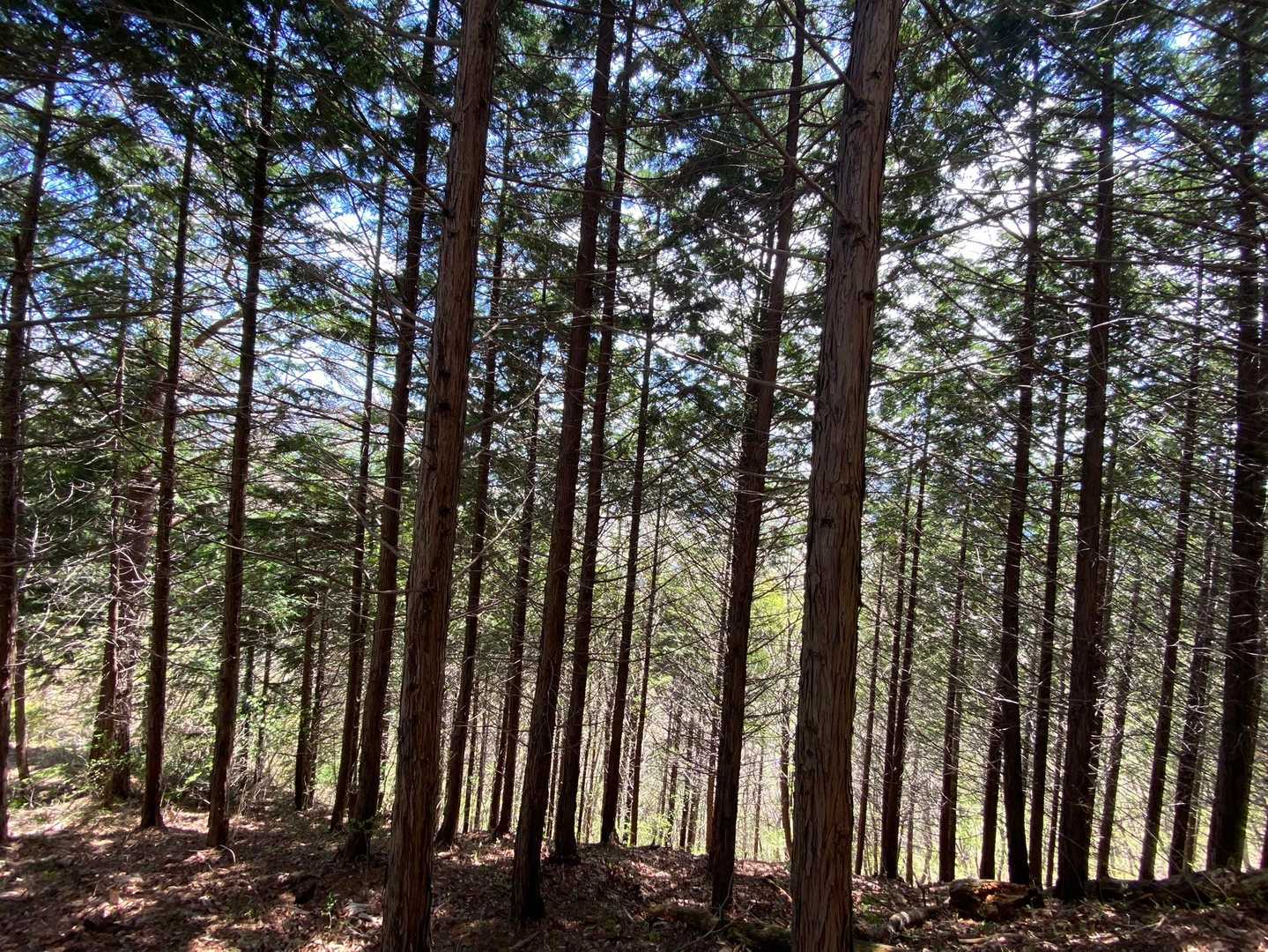 下りはきもちいい樹林帯
