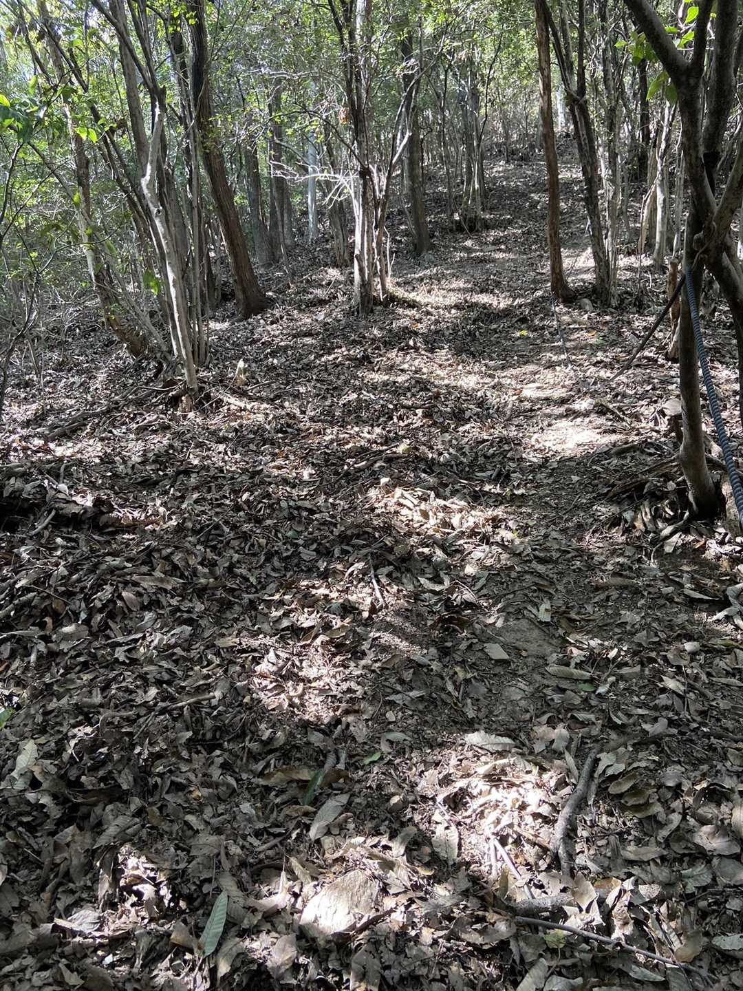やっと普通に歩ける下りになりました。