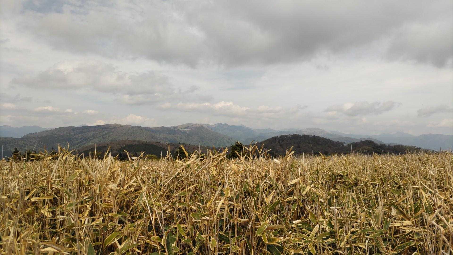 東には『土佐矢筈山』『天狗塚』『三嶺』
少し前に登った『綱附森』⛰️