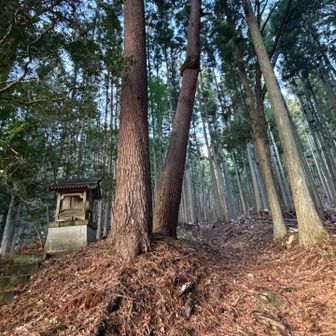 登山口すぐは素敵な竹林