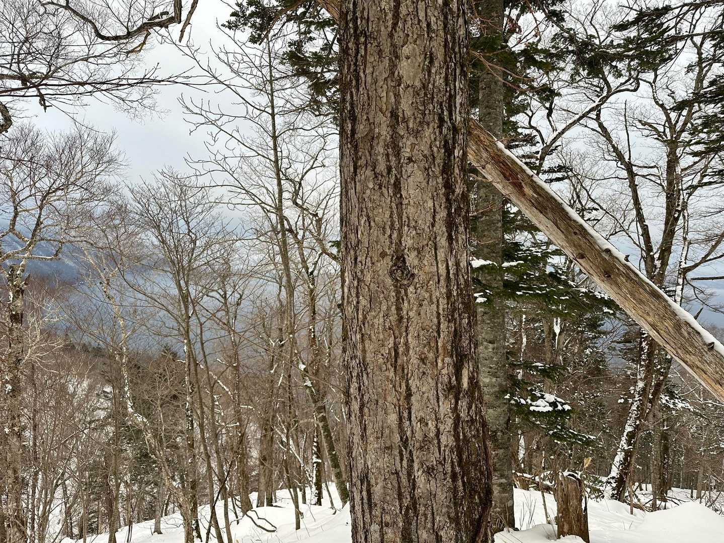 幌平山 往復コースの写真