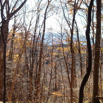 この付近はまだ紅葉樹木の彩りが見られます。