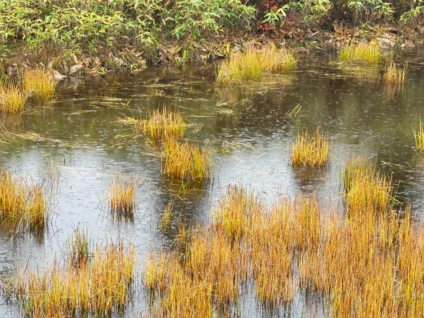 栂池自然園 | 背後には白馬連峰の美しい稜線。四季の移ろいが池塘に映える高層湿原の写真