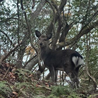 動物同士、見つめ合って何かを語り合ってた🐶🦌