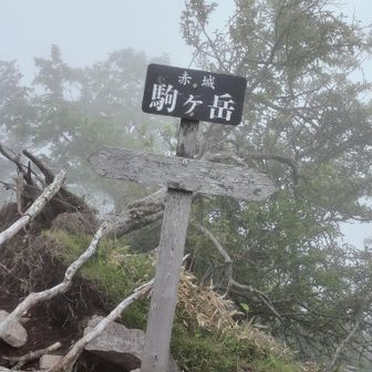 駒ヶ岳に着く頃にはガスガス