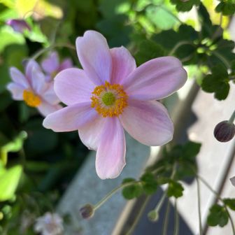はなカフェの入り口にピンクのシュウメイギクが咲いていました♪