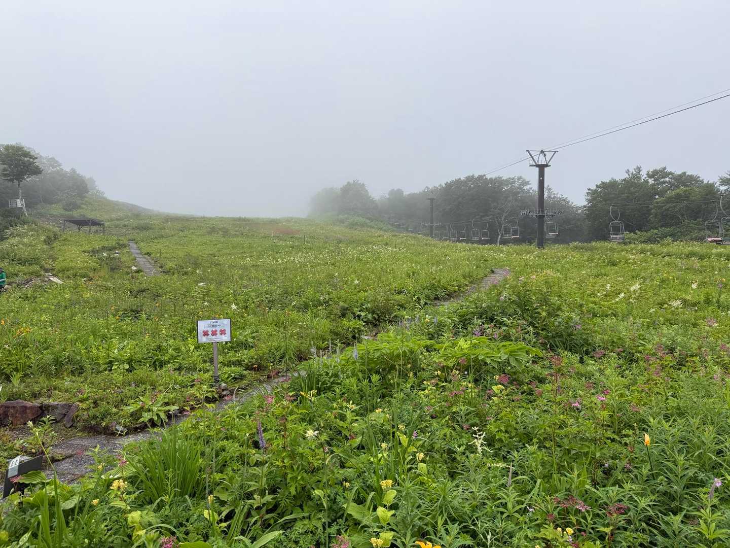 花が綺麗なので、リフト1本分歩きます。
