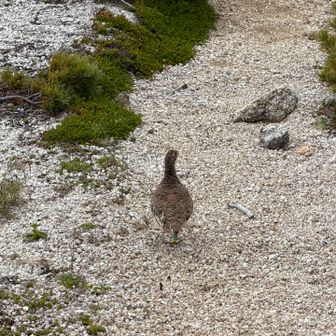 人生初のライチョウ！！！