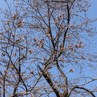 サクラはまだ蕾