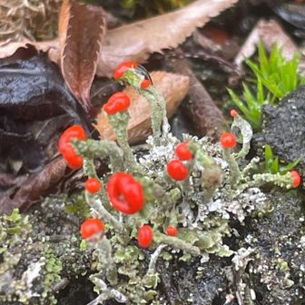 足元にミヤマアカゴケ👄
