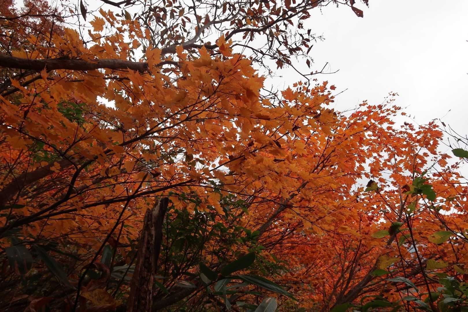 疲れた身体を紅葉🍁が癒してくれました（笑）
激下りで最後に脚に来たけど💦無事に下山お疲れ様でした♪