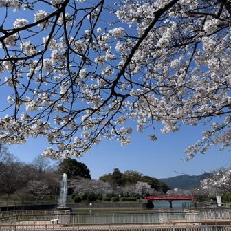 池周辺をぷらり散歩しながら、桜を満喫