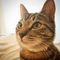 茶