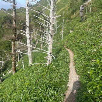 こんなみたをギザギザと降りていく。
