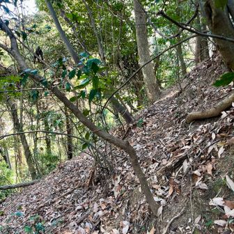 ここの傾斜角はこんな感じ🤭
高尾山口方面にあるメジャーコースと違いなかなか痺れるでしょ？😁
今回2回目ですけどお気に入りの尾根です。