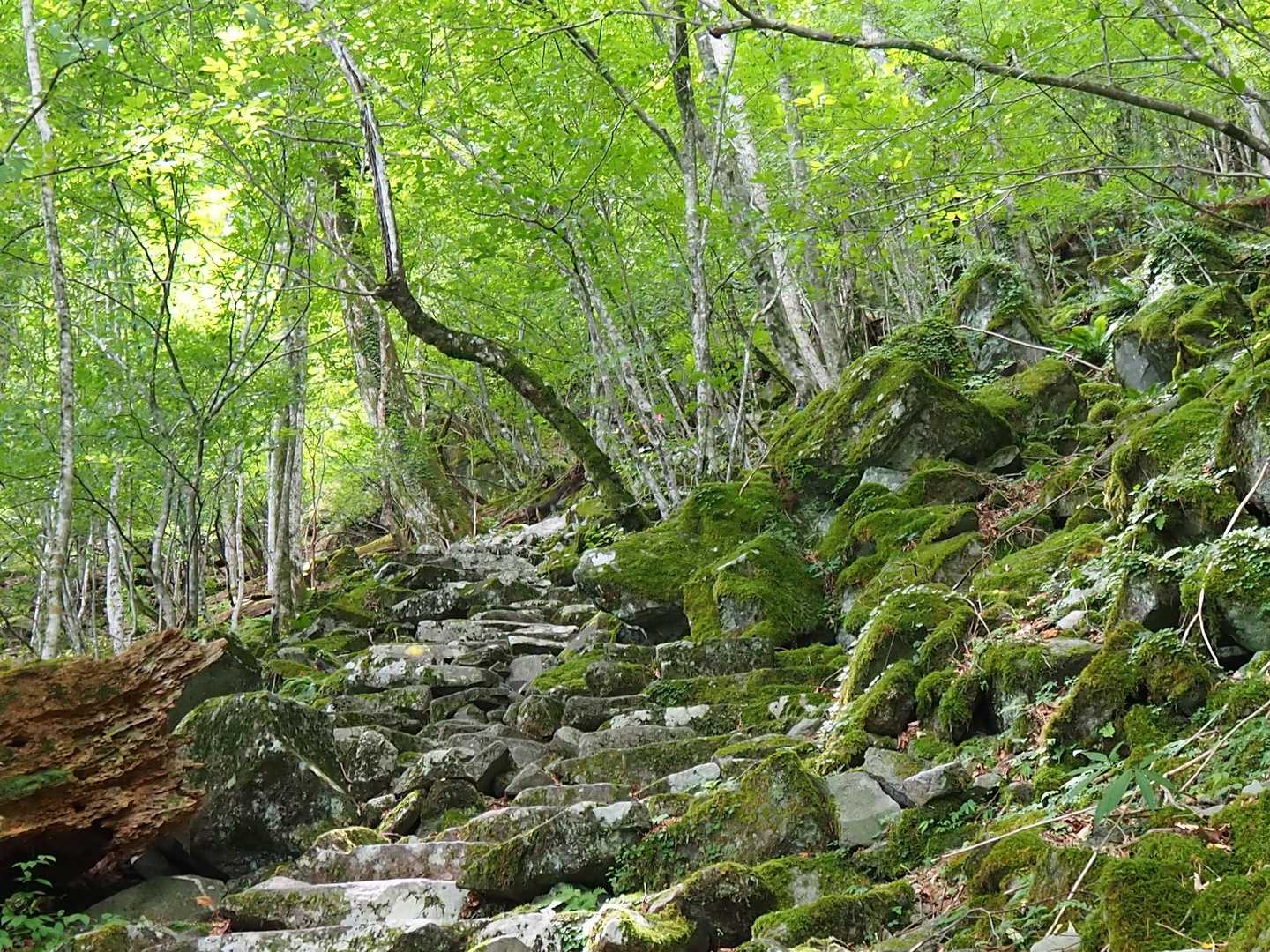 豊前坊登山口-英彦山 往復コースの写真