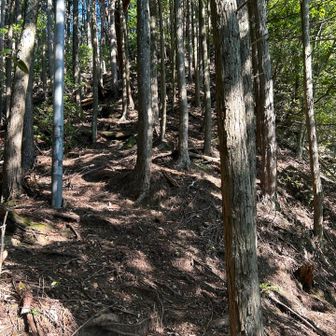 白倉山までの最後の尾根は、低い電柱&電線が特徴的で、油断すると頭が引っかかるような所も数カ所ありました。

最後はかなりの急登でしたが、そこにも電柱&電線ありです笑