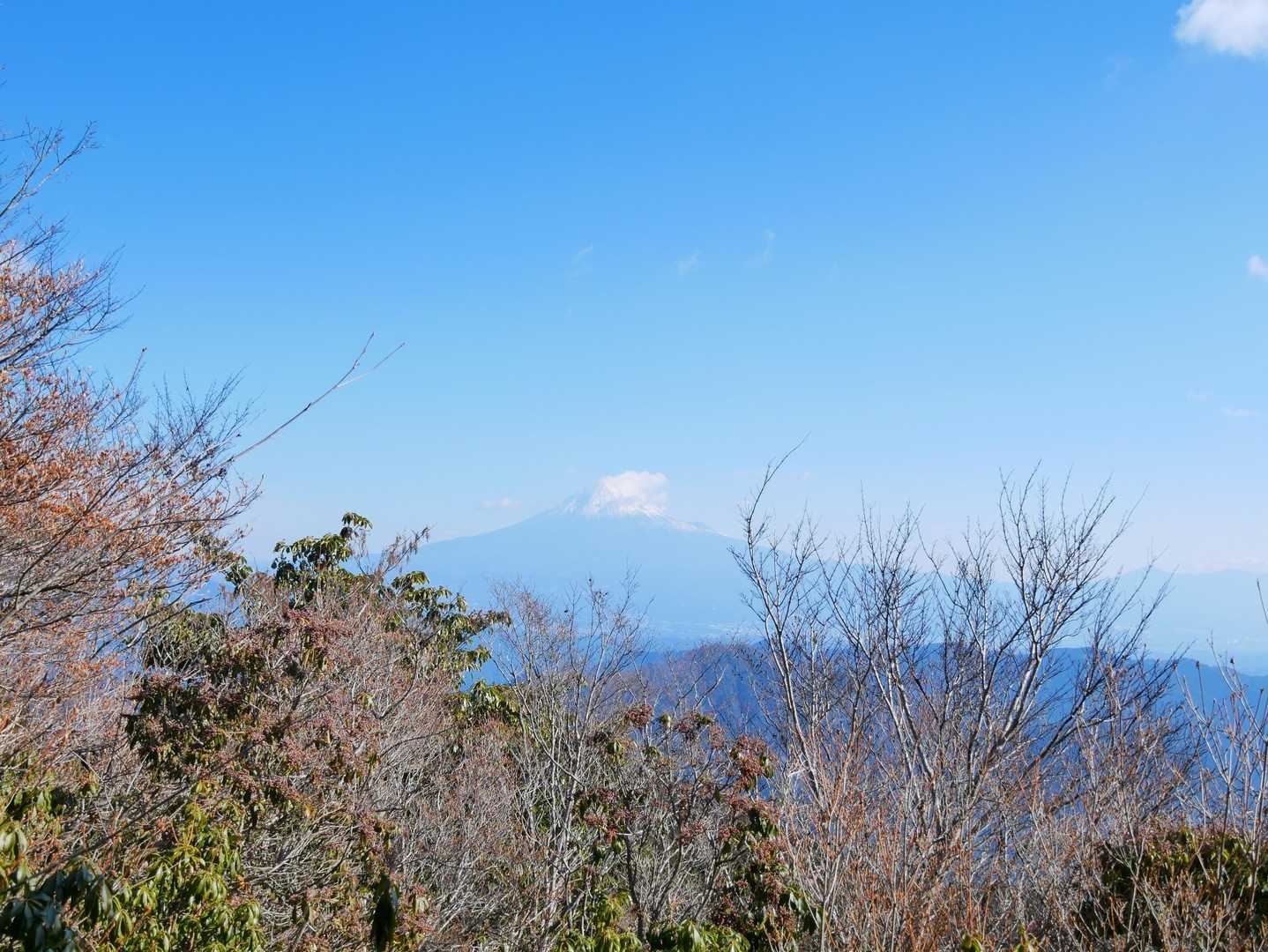 木々の隙間からの富士山