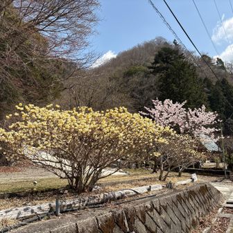 桜🌸とミツマタ🌼のコラボ
