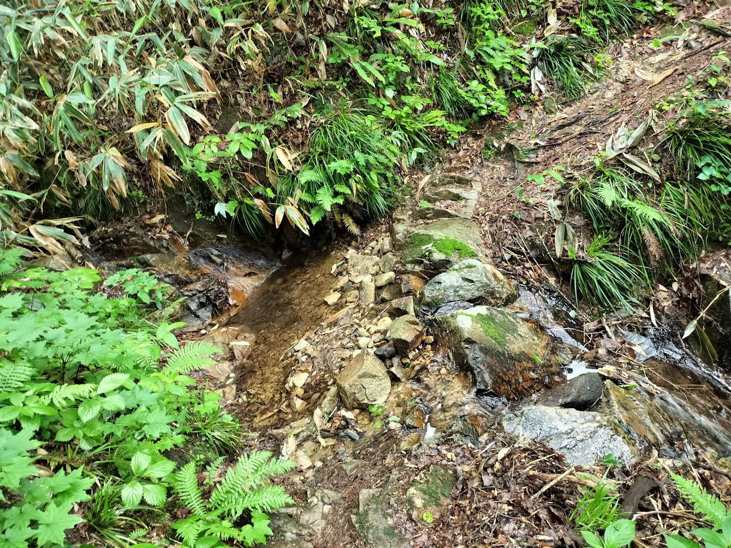 何度か小さな沢を渡る

水音が心地よい☺️