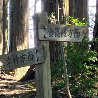 ここで、金比羅尾根から深沢方面の支尾根が岐れるが、予定より遅れて着いたので、支尾根には行かず、ここは右直進。金比羅の途中から近道で深沢へ向かうことにする。