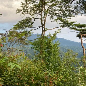 そろそろ　龍山にも登りに行くかなぁ〜