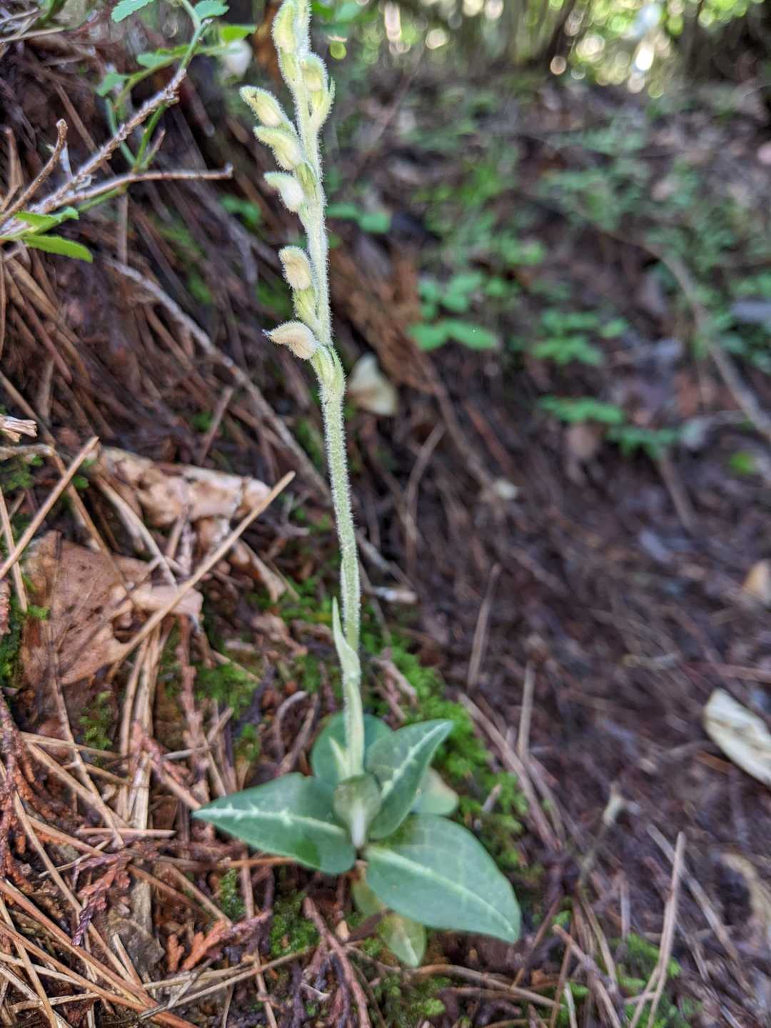 蕾