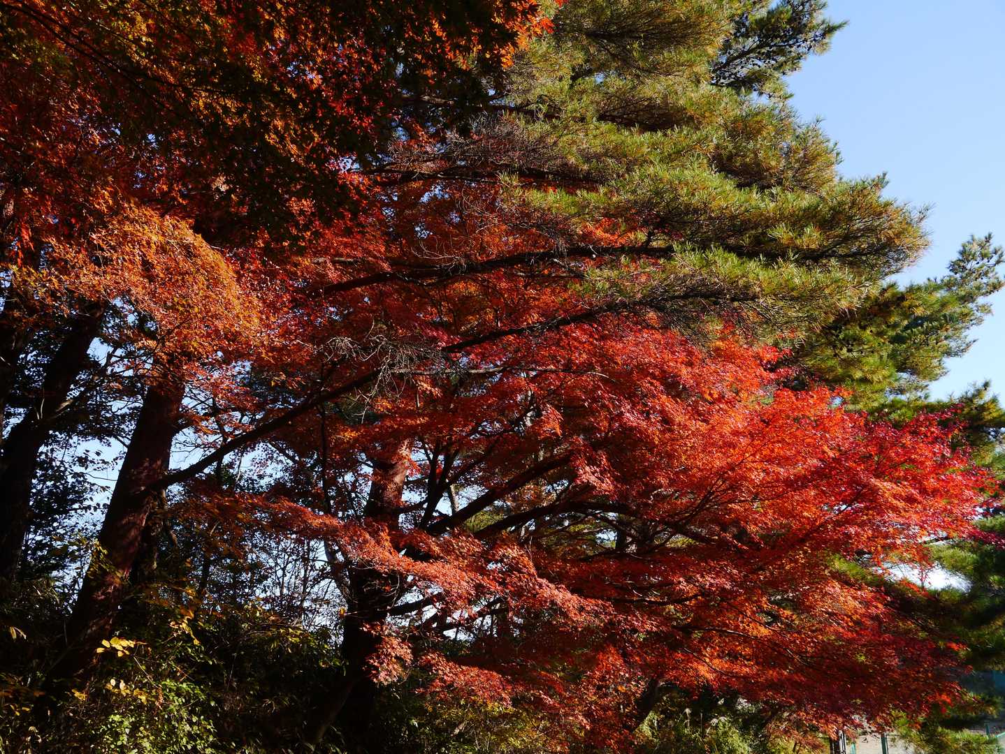 杣谷峠-摩耶別山 周回コースの写真