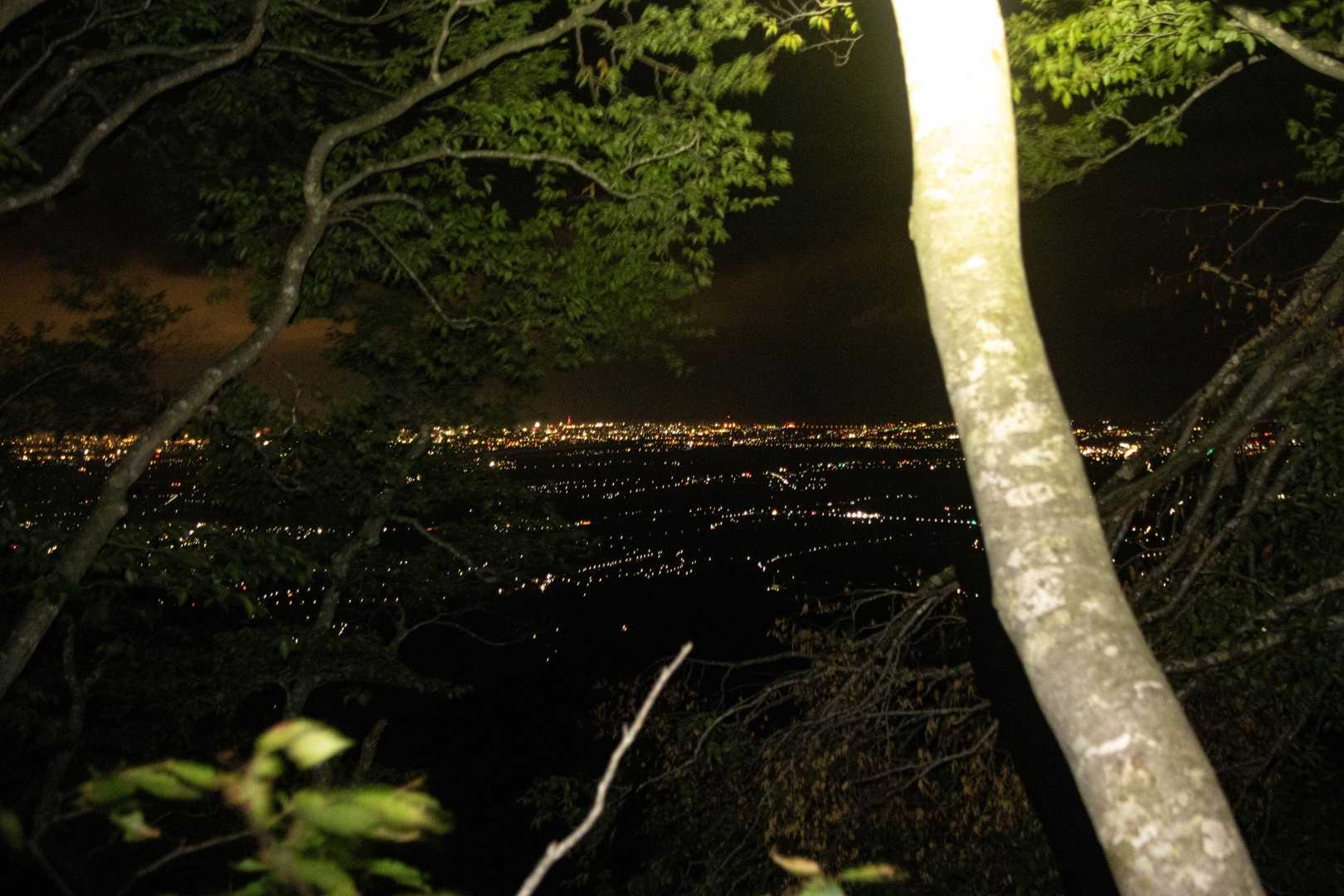木の隙間から新潟の夜景。