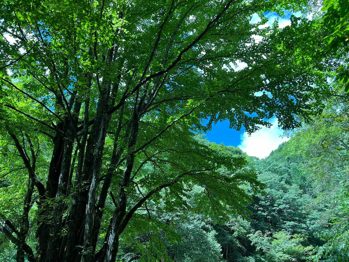 桂の株立