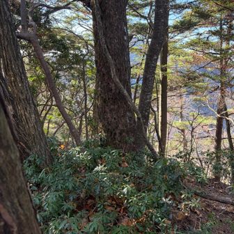 鋸尾根Ⅳ峰　標識なし