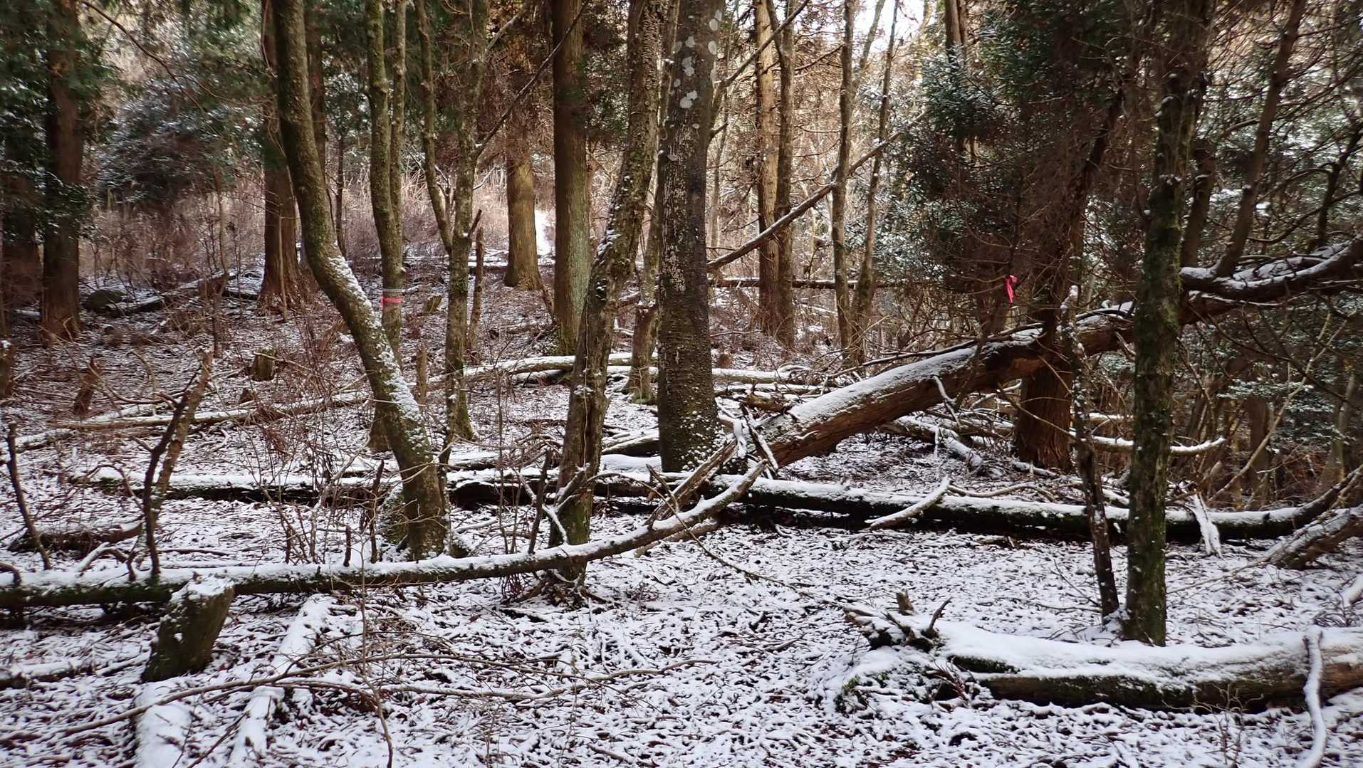 疎林になると雪。