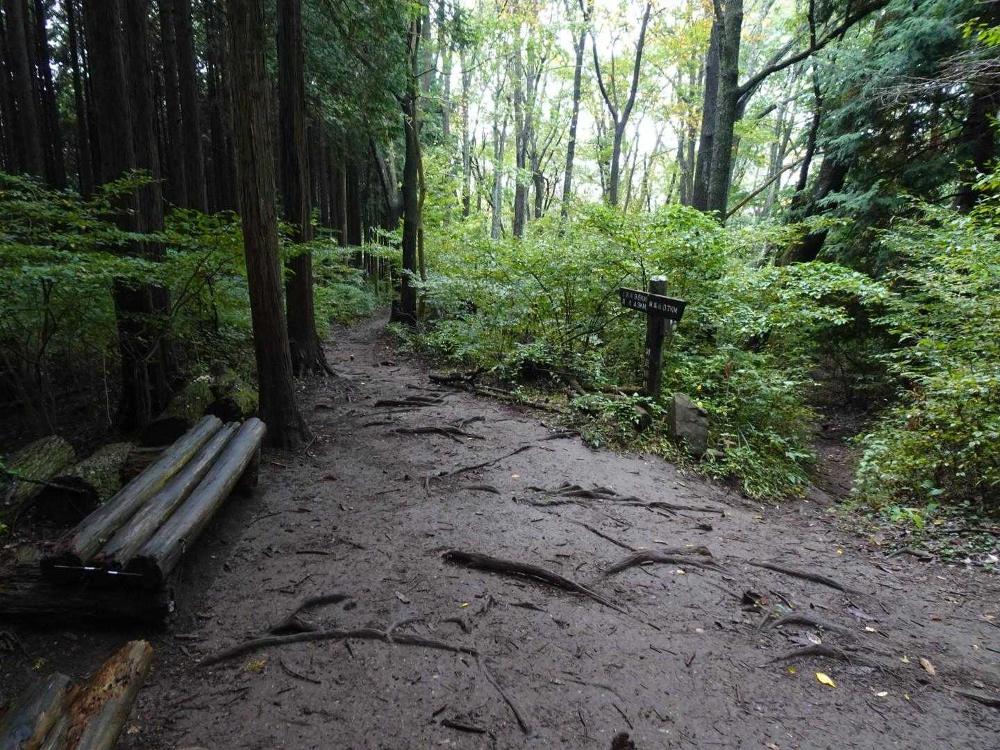 一ノ尾尾根に合流