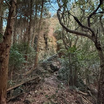 ツタで足取られるし、落ち葉の下は石がゴロゴロ…歩きにくい。
こんな道がずーっと続きます