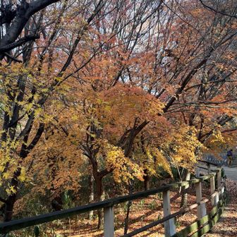 まだ紅葉🍁しています、