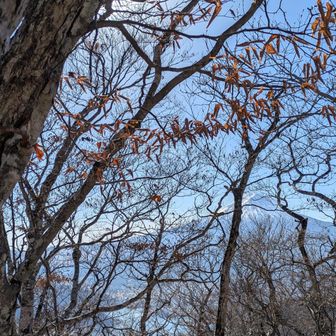 コブ岩ノ頭
左上、またしても見つけ難い木札😥