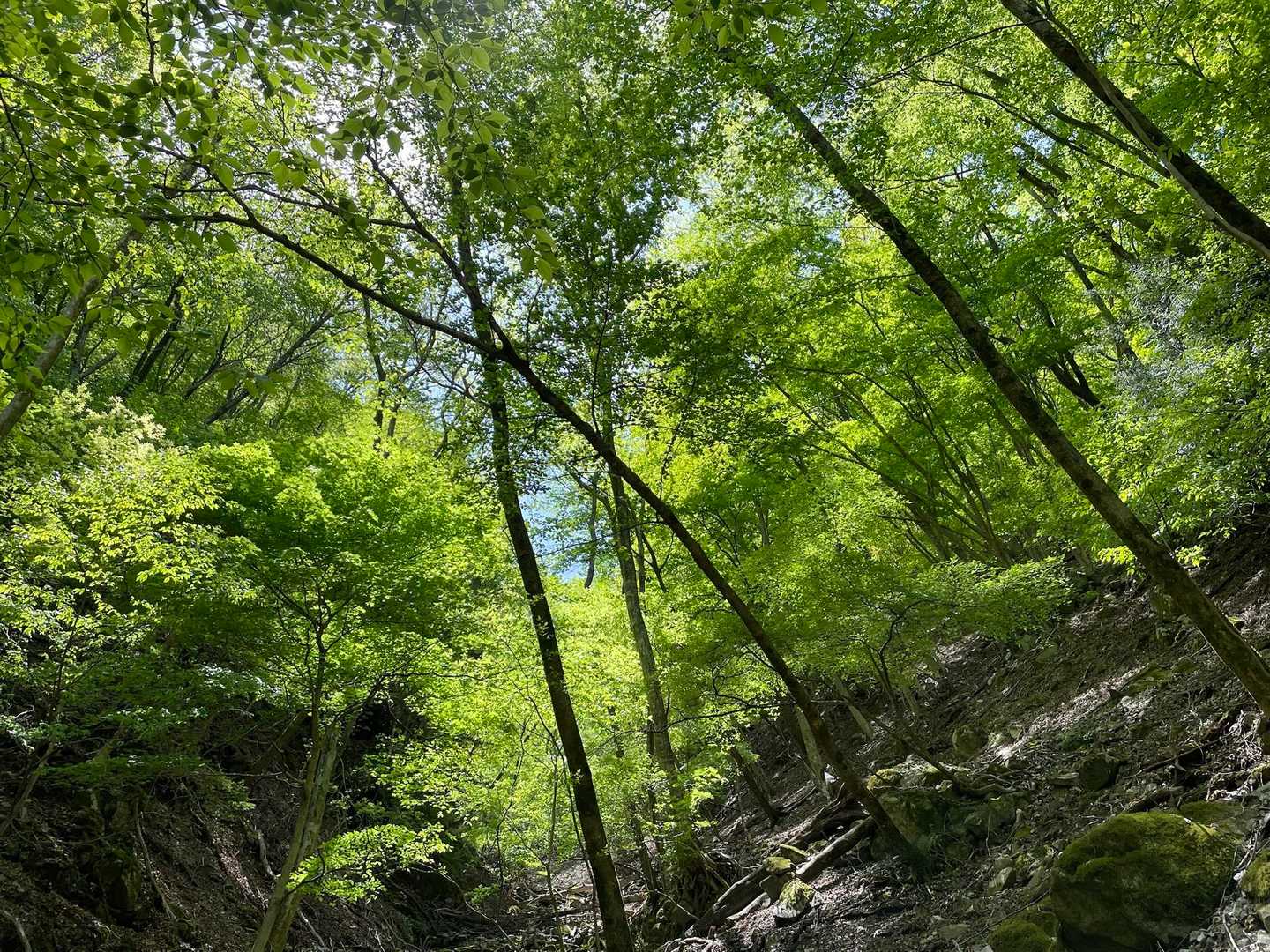 新緑に癒されながら💚