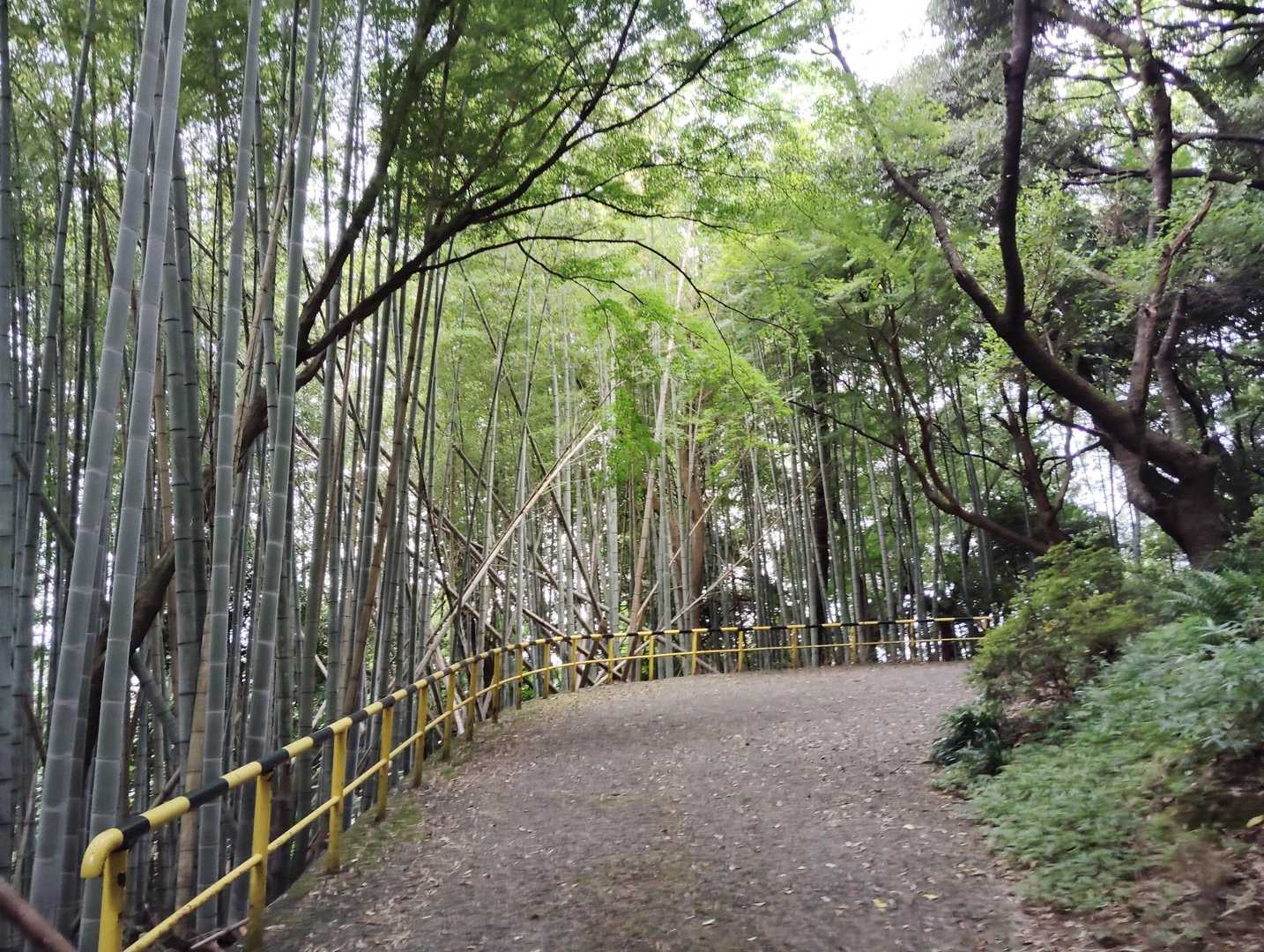 佐和山-弁天山 周回コースの写真
