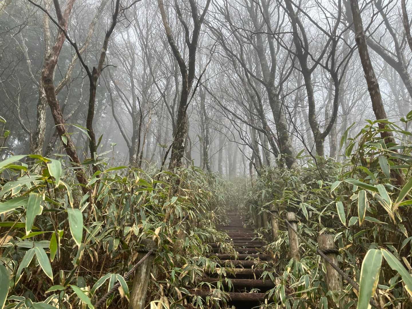 通行禁止とあった道を上林峠へ歩く。途中数カ所崩落箇所があったが，歩けないようなところではなかった。竜神平への道へ折り返し，霧の中の長い階段を上がる。