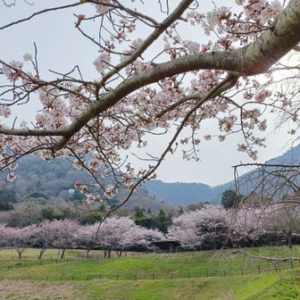 海田総合運動公園。桜がいい感じ
