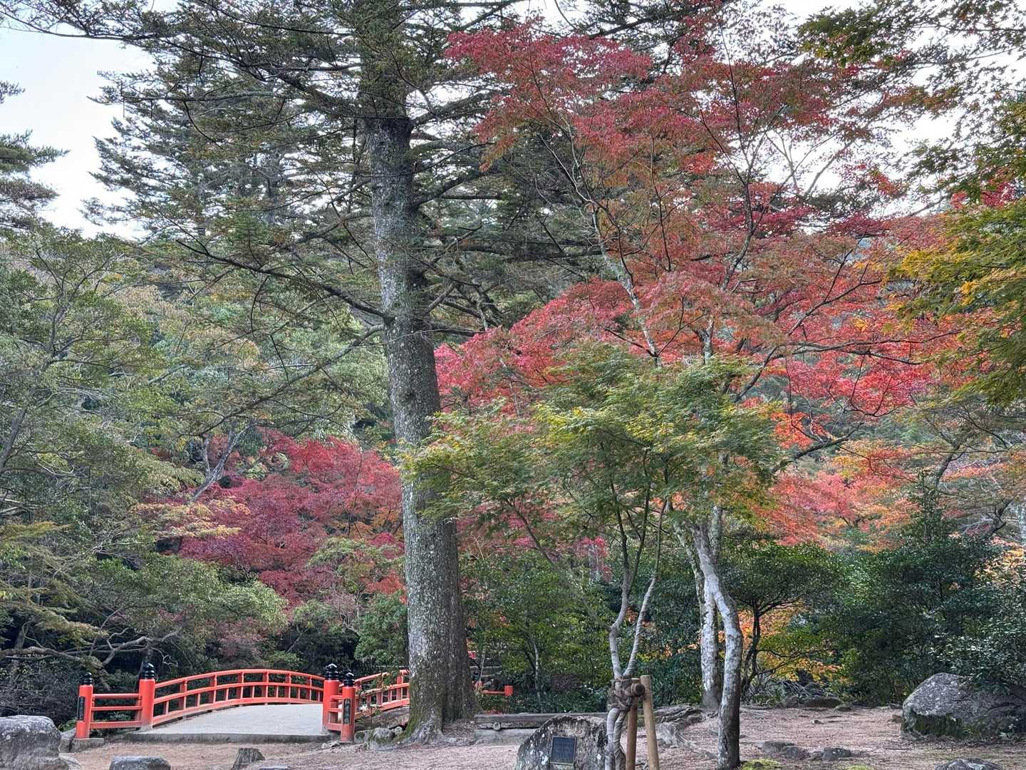 もみじ谷も🍁🍁🍁色づいてますね！
