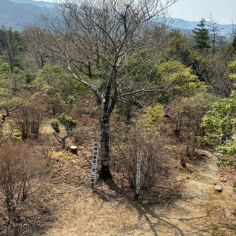 登ってみたら真下に淡墨桜の子どもがいた